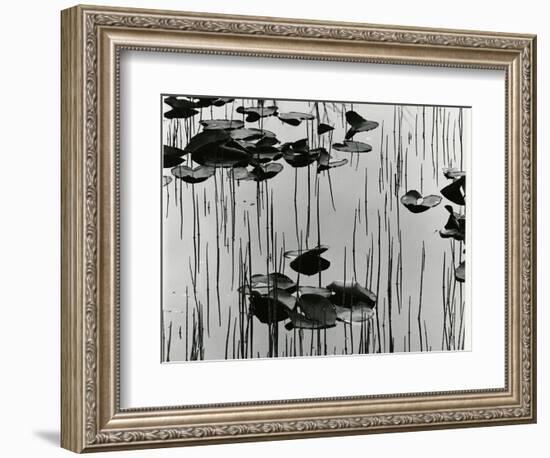 Lily Leaves and Reeds, Alaska, 1977-Brett Weston-Framed Photographic Print