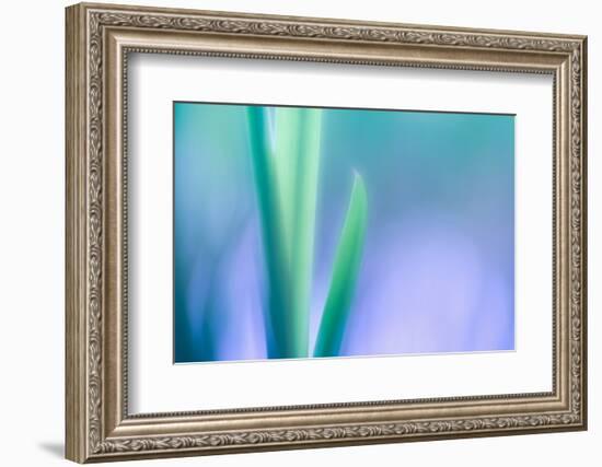 Lily Leaves-Ursula Abresch-Framed Photographic Print