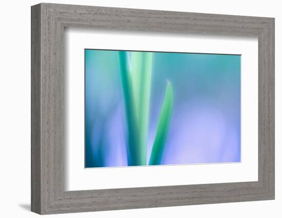 Lily Leaves-Ursula Abresch-Framed Photographic Print