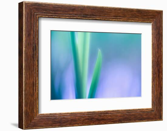 Lily Leaves-Ursula Abresch-Framed Photographic Print