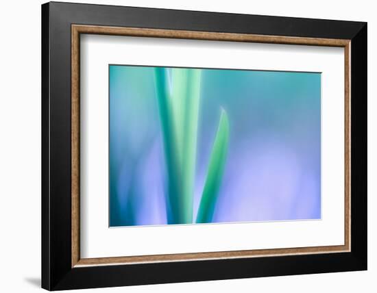 Lily Leaves-Ursula Abresch-Framed Photographic Print