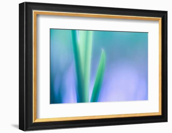 Lily Leaves-Ursula Abresch-Framed Photographic Print