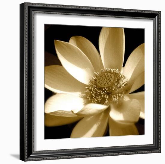 Lily Light I-Malcolm Sanders-Framed Giclee Print