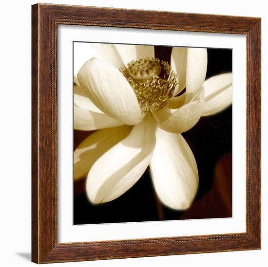 Lily Light II-Malcolm Sanders-Framed Giclee Print