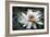 Lily Light-Joel Christopher Payne-Framed Giclee Print