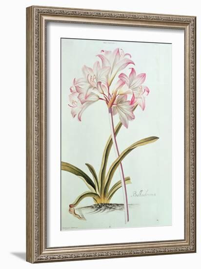 Lily: Lilium Belladonna, (Pl.12) from Trew's Hortus Nitidissumus 1, 1750-Georg Dionysius Ehret-Framed Giclee Print