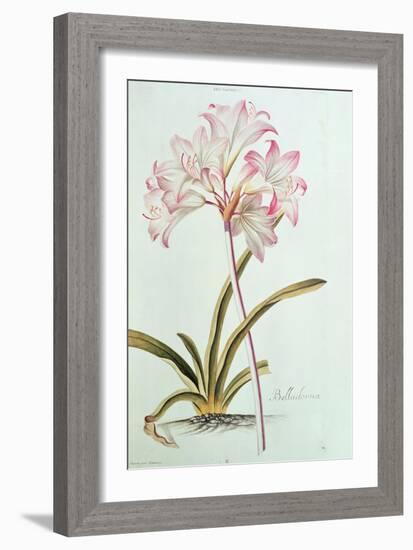 Lily: Lilium Belladonna, (Pl.12) from Trew's Hortus Nitidissumus 1, 1750-Georg Dionysius Ehret-Framed Giclee Print