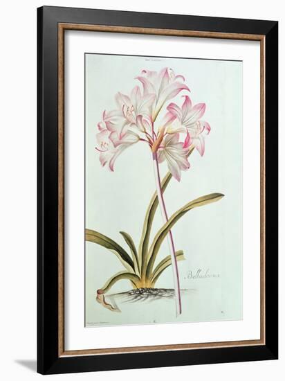 Lily: Lilium Belladonna, (Pl.12) from Trew's Hortus Nitidissumus 1, 1750-Georg Dionysius Ehret-Framed Giclee Print