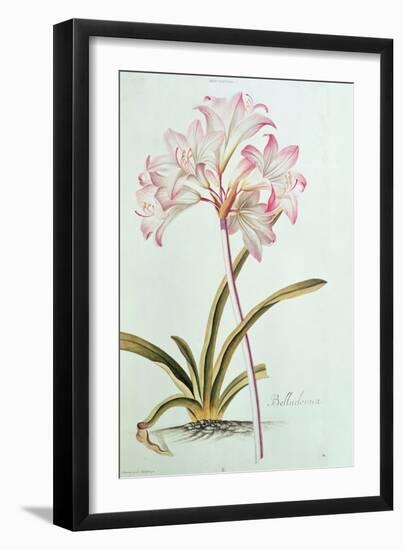 Lily: Lilium Belladonna, (Pl.12) from Trew's Hortus Nitidissumus 1, 1750-Georg Dionysius Ehret-Framed Giclee Print