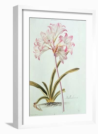 Lily: Lilium Belladonna, (Pl.12) from Trew's Hortus Nitidissumus 1, 1750-Georg Dionysius Ehret-Framed Giclee Print