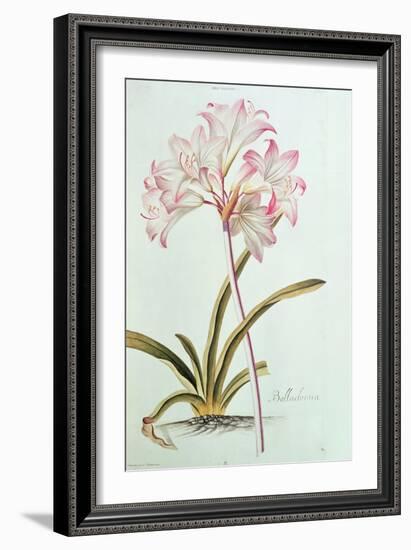 Lily: Lilium Belladonna, (Pl.12) from Trew's Hortus Nitidissumus 1, 1750-Georg Dionysius Ehret-Framed Giclee Print