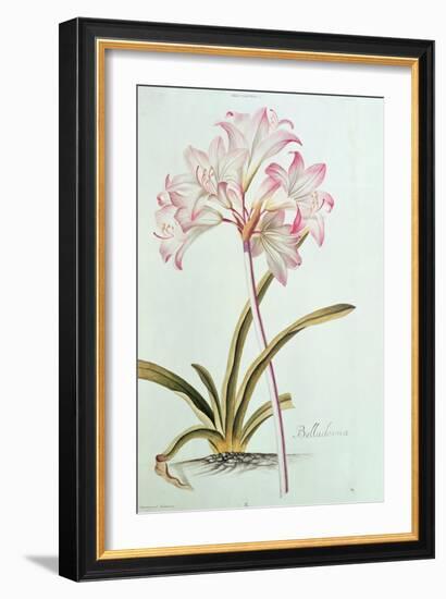 Lily: Lilium Belladonna, (Pl.12) from Trew's Hortus Nitidissumus 1, 1750-Georg Dionysius Ehret-Framed Giclee Print