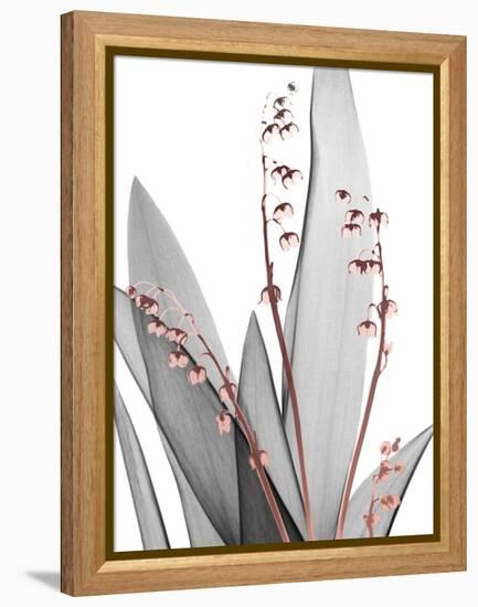 Lily of the Blush 1-Albert Koetsier-Framed Stretched Canvas