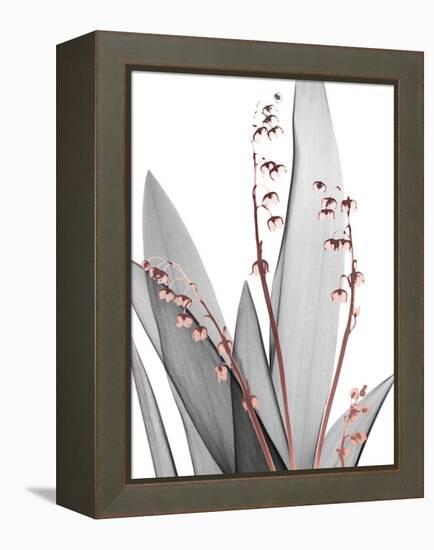 Lily of the Blush 1-Albert Koetsier-Framed Stretched Canvas