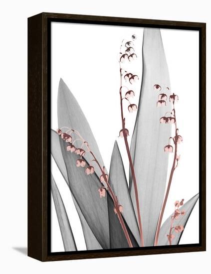 Lily of the Blush 1-Albert Koetsier-Framed Stretched Canvas