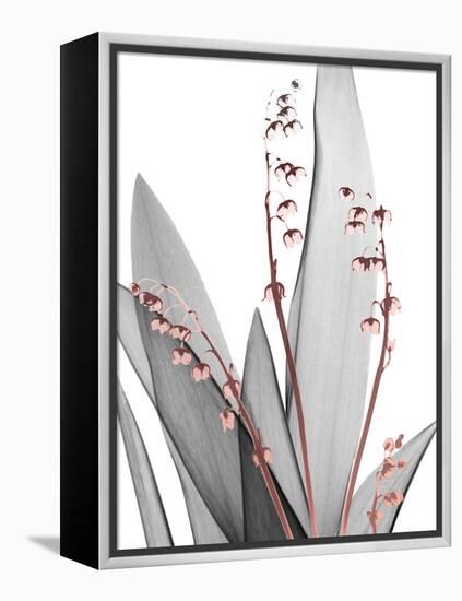 Lily of the Blush 1-Albert Koetsier-Framed Stretched Canvas