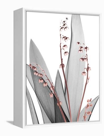 Lily of the Blush 1-Albert Koetsier-Framed Stretched Canvas