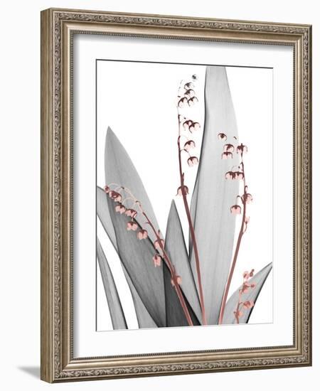 Lily of the Blush 1-Albert Koetsier-Framed Photo