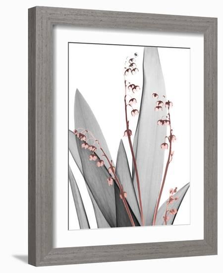 Lily of the Blush 1-Albert Koetsier-Framed Photo