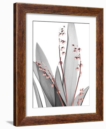 Lily of the Blush 1-Albert Koetsier-Framed Photo