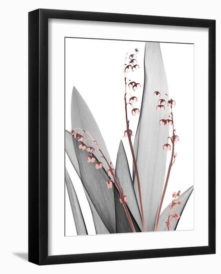 Lily of the Blush 1-Albert Koetsier-Framed Photo