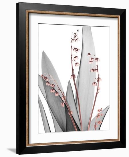 Lily of the Blush 1-Albert Koetsier-Framed Photo