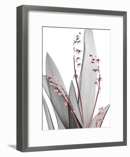 Lily of the Blush 1-Albert Koetsier-Framed Photo