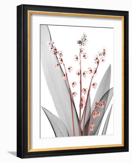 Lily of the Blush 2-Albert Koetsier-Framed Photo