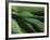 Lily of the Valley Closeup-Anna Miller-Framed Photographic Print
