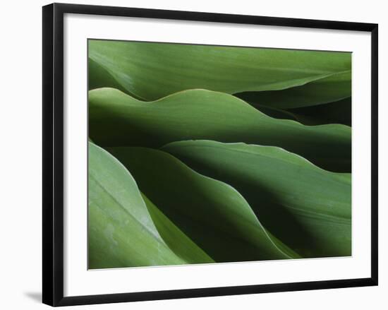 Lily of the Valley Closeup-Anna Miller-Framed Photographic Print