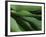 Lily of the Valley Closeup-Anna Miller-Framed Photographic Print