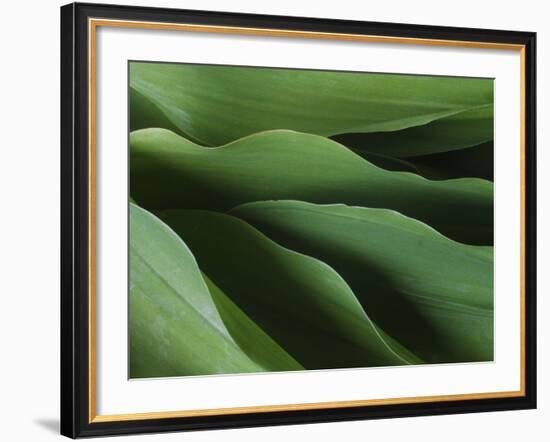 Lily of the Valley Closeup-Anna Miller-Framed Photographic Print