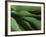 Lily of the Valley Closeup-Anna Miller-Framed Photographic Print