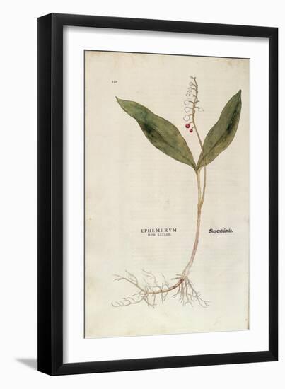 Lily of the Valley - Convallaria Majalis (Ephemerum Non Letale) by Leonhart Fuchs from De Historia-null-Framed Giclee Print