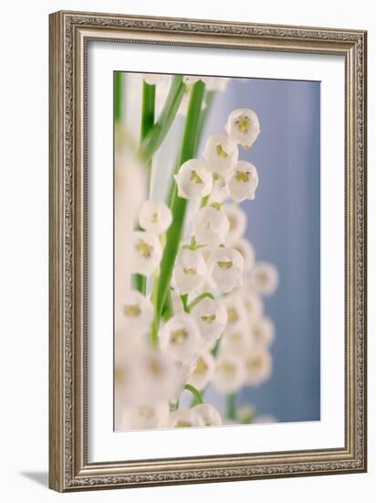 Lily of the Valley (Convallaria Majalis)-Maria Mosolova-Framed Photographic Print