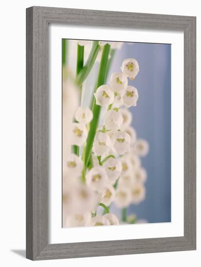 Lily of the Valley (Convallaria Majalis)-Maria Mosolova-Framed Photographic Print