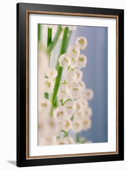 Lily of the Valley (Convallaria Majalis)-Maria Mosolova-Framed Photographic Print