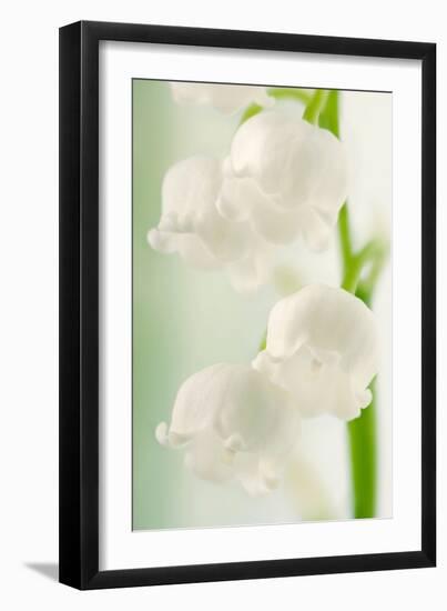 Lily of the Valley (Convallaria Majalis)-Maria Mosolova-Framed Photographic Print