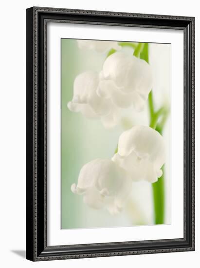 Lily of the Valley (Convallaria Majalis)-Maria Mosolova-Framed Photographic Print