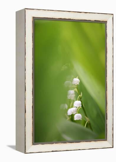 Lily of the Valley, Convallaria Majalis-Andreas Keil-Framed Premier Image Canvas