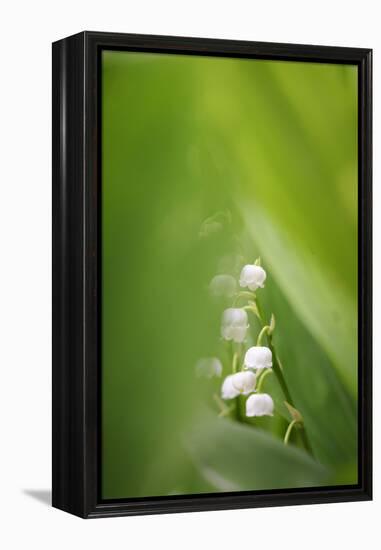 Lily of the Valley, Convallaria Majalis-Andreas Keil-Framed Premier Image Canvas