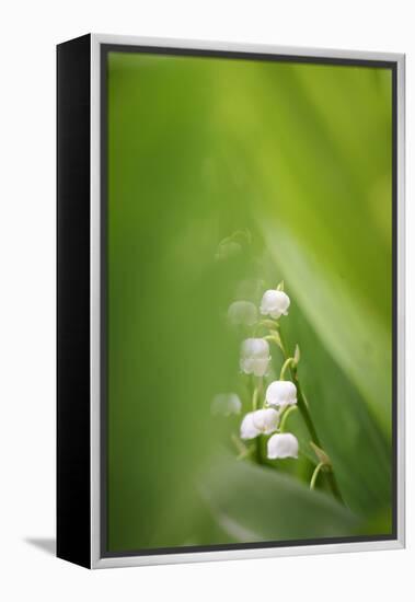 Lily of the Valley, Convallaria Majalis-Andreas Keil-Framed Premier Image Canvas