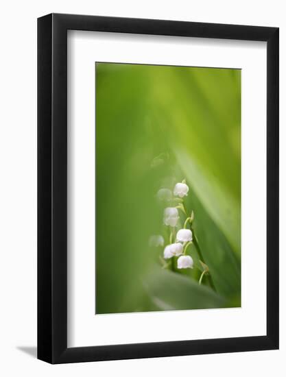 Lily of the Valley, Convallaria Majalis-Andreas Keil-Framed Photographic Print