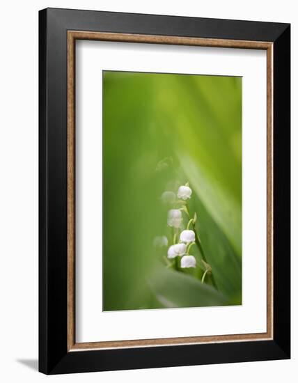 Lily of the Valley, Convallaria Majalis-Andreas Keil-Framed Photographic Print