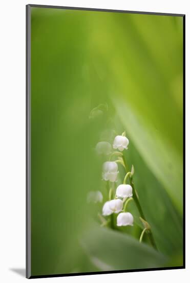 Lily of the Valley, Convallaria Majalis-Andreas Keil-Mounted Photographic Print