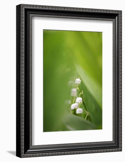 Lily of the Valley, Convallaria Majalis-Andreas Keil-Framed Photographic Print