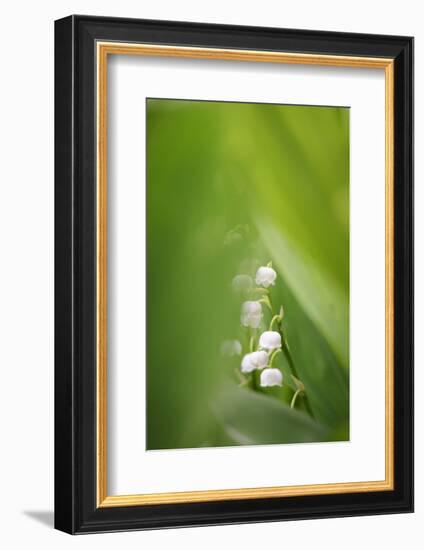 Lily of the Valley, Convallaria Majalis-Andreas Keil-Framed Photographic Print