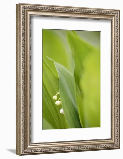 Lily of the Valley, Convallaria Majalis-Andreas Keil-Framed Photographic Print