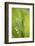 Lily of the Valley, Convallaria Majalis-Andreas Keil-Framed Photographic Print