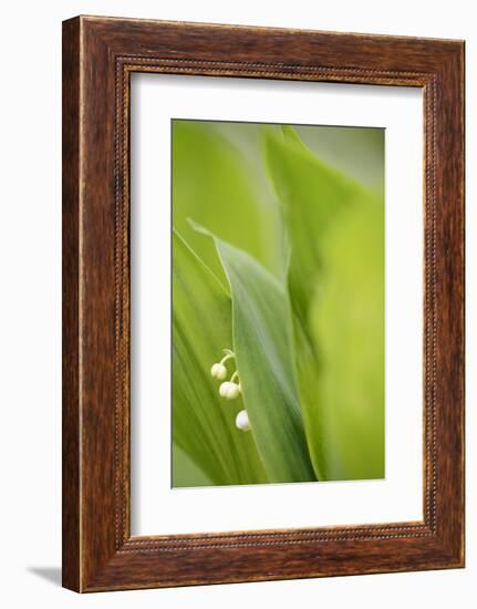 Lily of the Valley, Convallaria Majalis-Andreas Keil-Framed Photographic Print